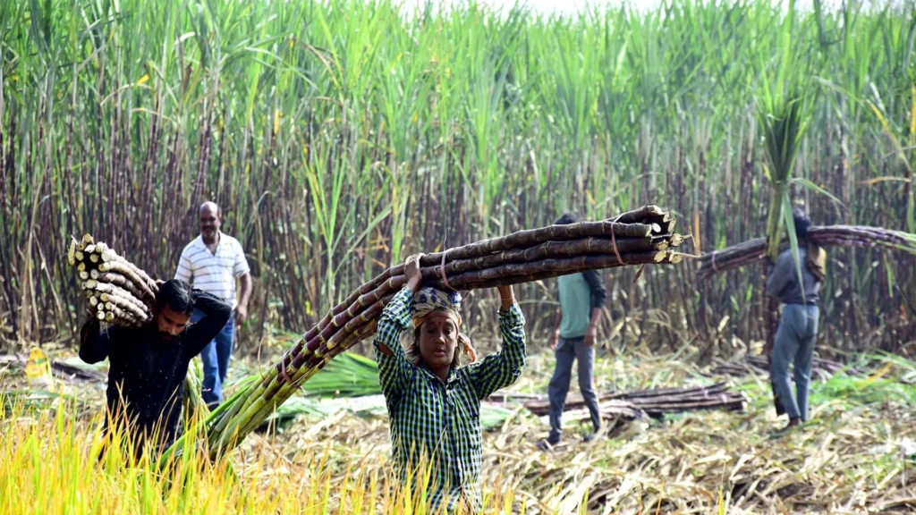 CG News: छत्तीसगढ़ के गन्ना किसानों को बड़ा तोहफा… 31 हजार से अधिक किसानों को मिलेगा 51 करोड़ का बोनस