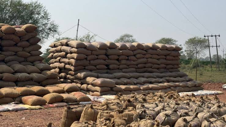 Illegal Paddy : अवैध धान कारोबार पर कार्रवाई, कई ठिकानों से धान जब्त…
